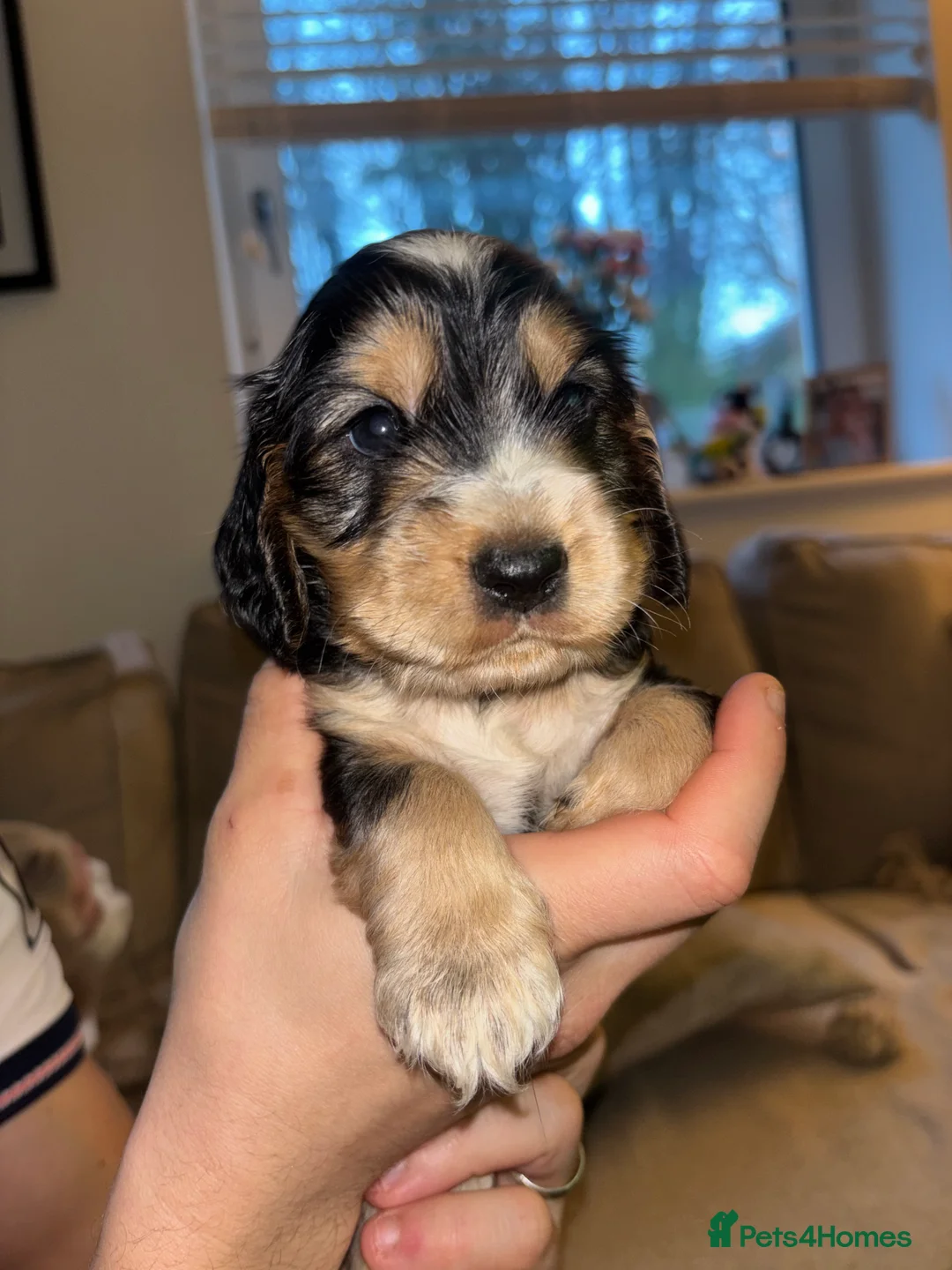 Cocker Spaniel dogs for sale: KC registered show-type Cocker Spaniel puppies  - Advert 5