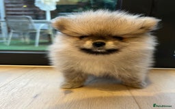 Pomeranian dogs for sale: 2 Pomeranian female puppies available  - Image 14