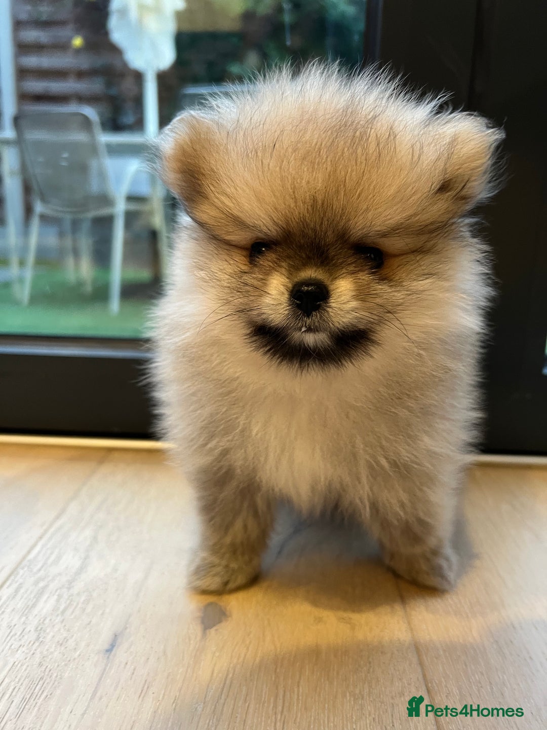 Pomeranian dogs for sale: 2 Pomeranian female puppies available  - Image 14