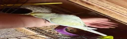 Budgerigars birds for sale: Hand tame baby budgies - Advert 3