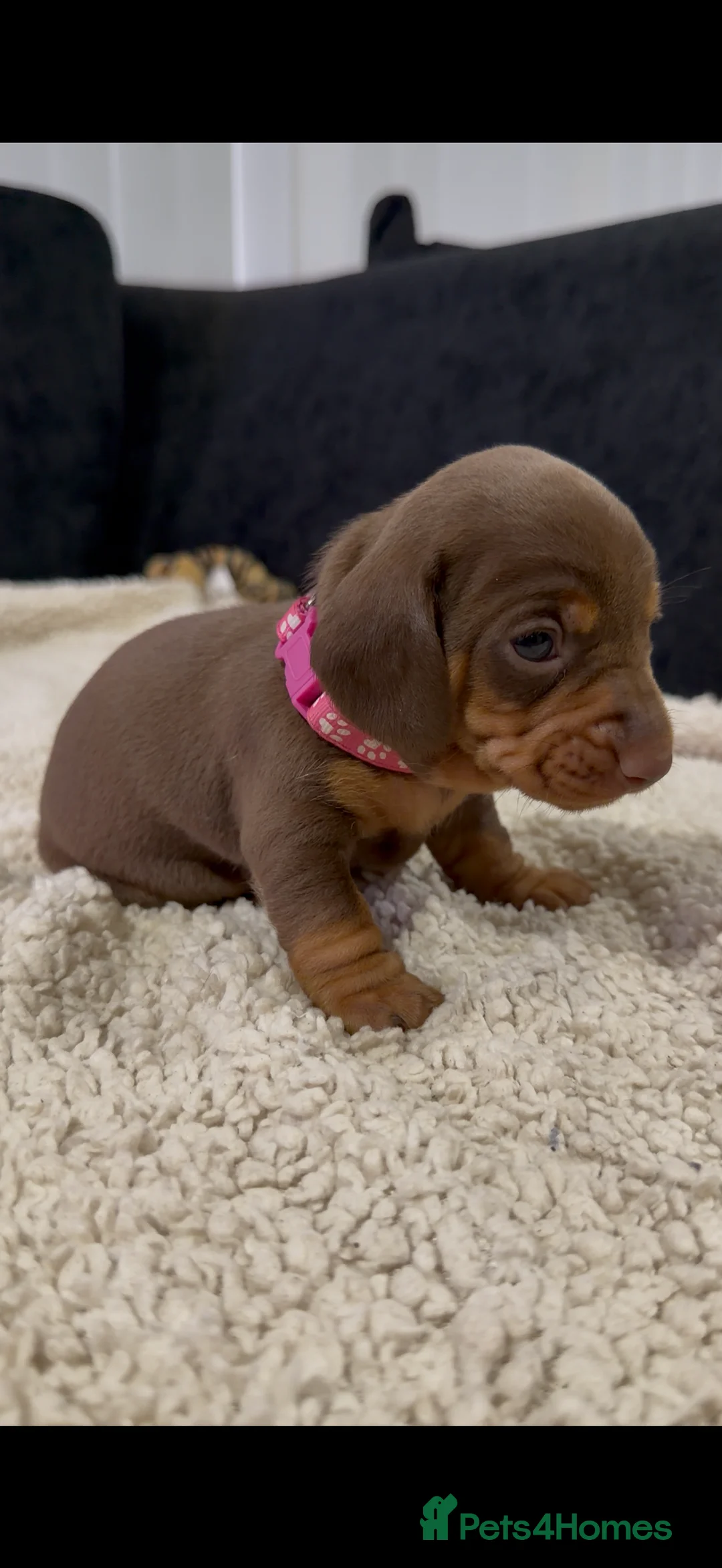 Miniature Dachshund dogs for sale: Miniature Dachshund Puppies - Advert 26
