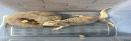 Bearded Dragon reptiles for sale: Gorgeous bearded dragon.  - Advert 3