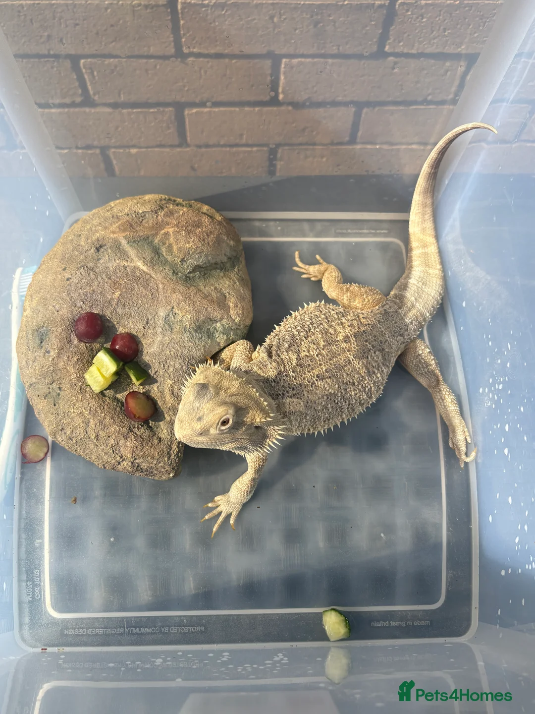 Bearded Dragon reptiles for sale: Gorgeous bearded dragon.  - Advert 3
