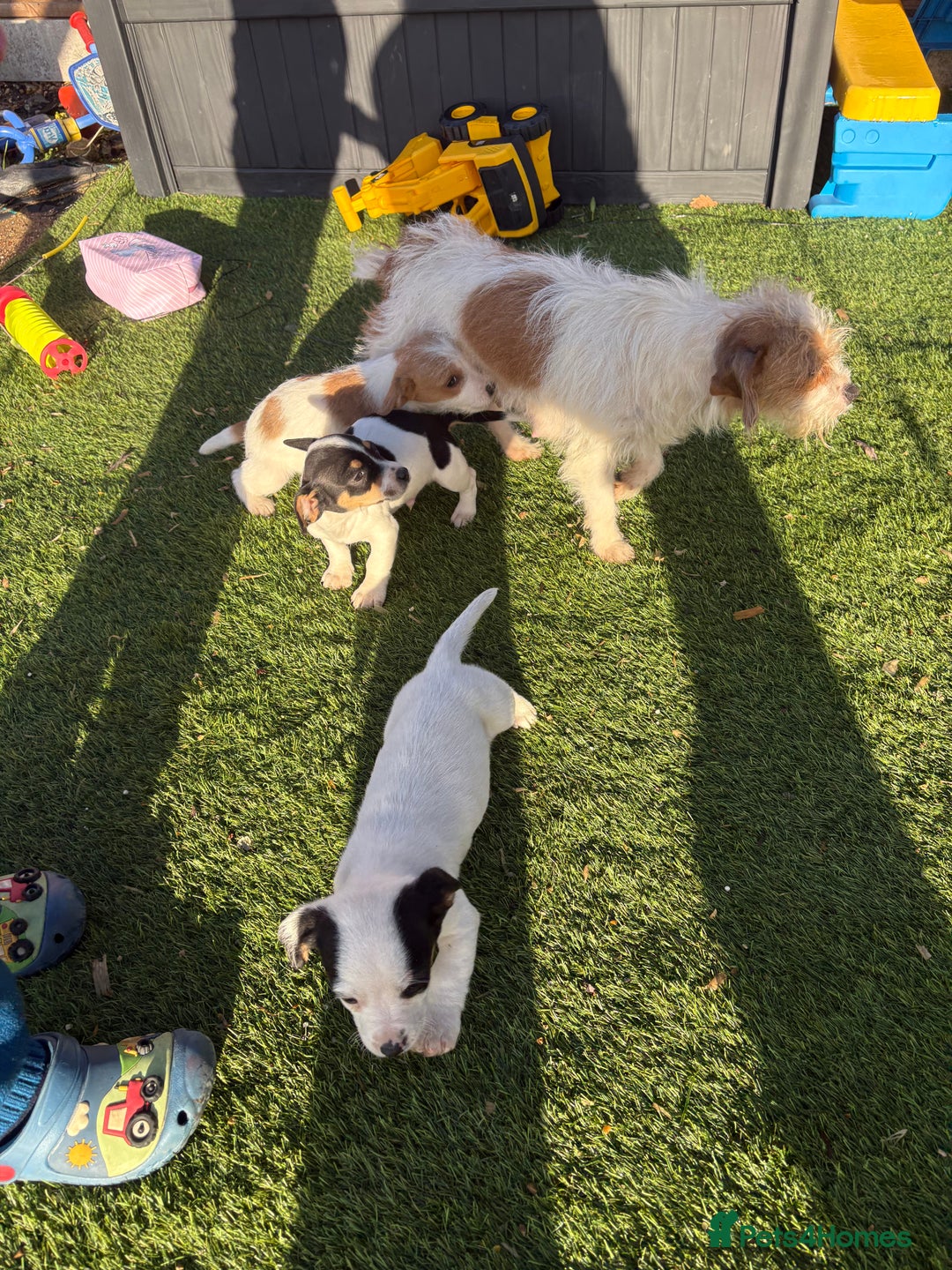 Jack Russell dogs for sale: Jack Russell puppies  - Advert 1