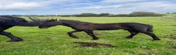 Friesian horses for sale: COLT BORN 2026 RESEVE DEPOST TAKEN NOW - Advert 2