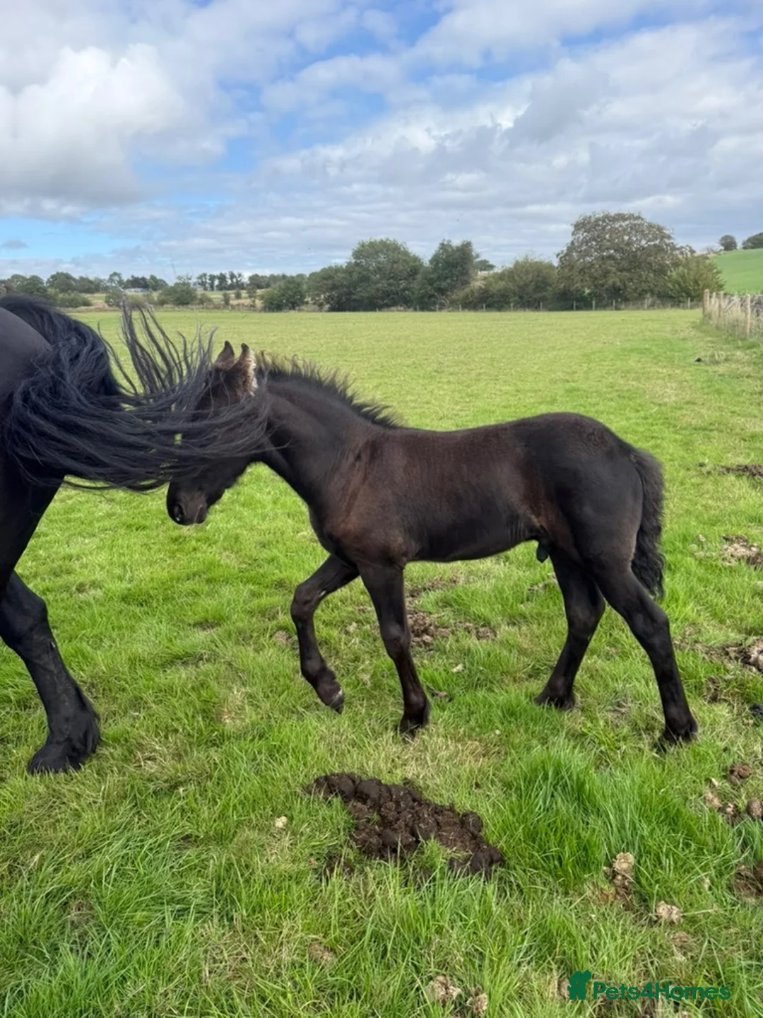 Friesian horses for sale: COLT BORN 2026 RESEVE DEPOST TAKEN NOW - Advert 2