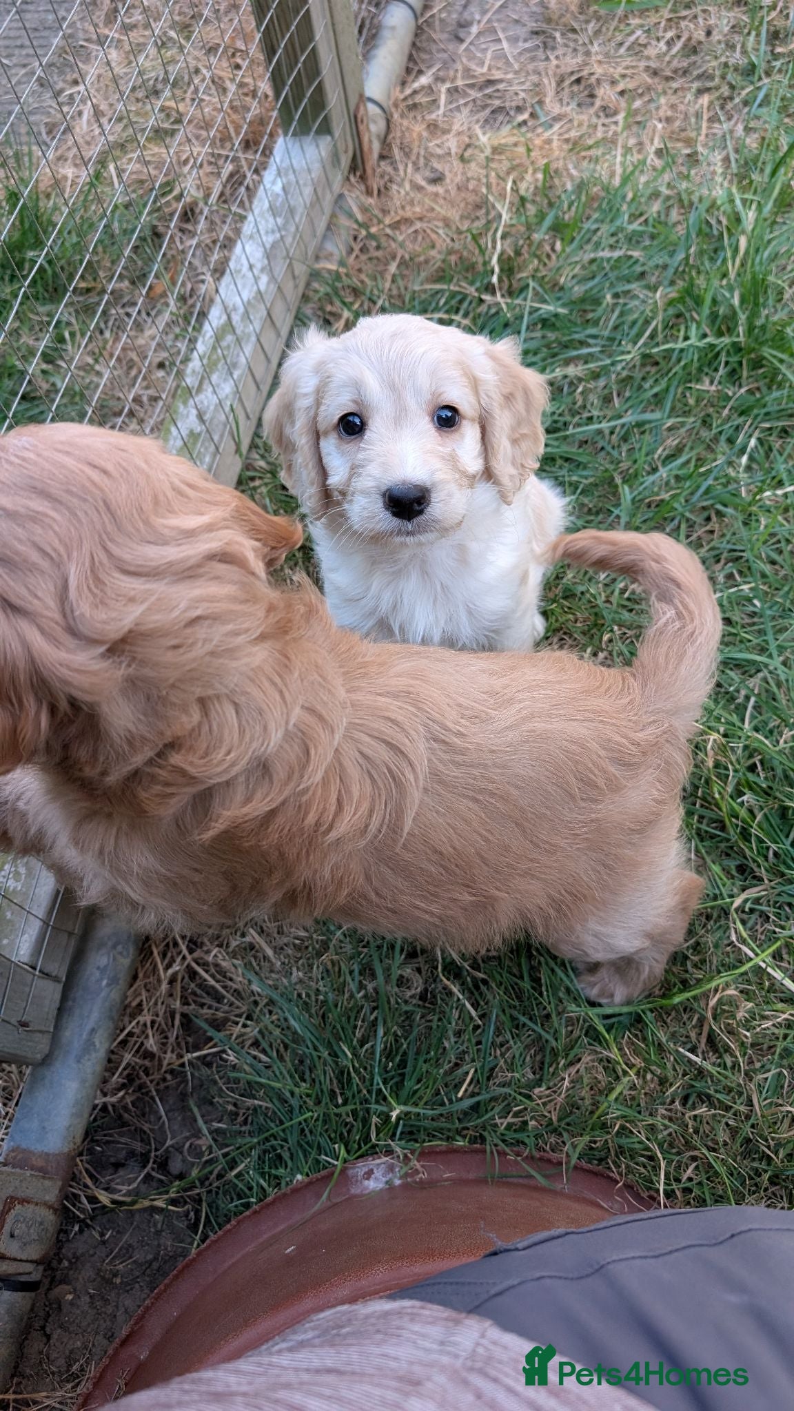 Cockapoo dogs Ready now! Licensed breeder, health tested F1 pups - Advert 1