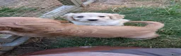 Cockapoo dogs for sale: Licensed breeder, health tested F1 cockapoos - Advert 4