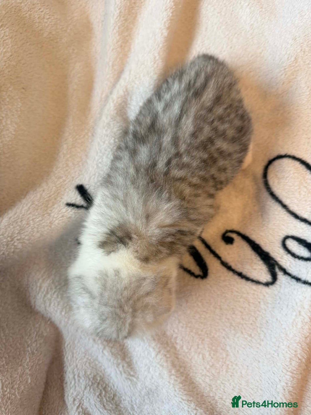 Scottish Fold cats for sale: Scottish fold / straight Kittens  - Advert 13