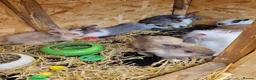Mixed Breed rabbits for sale: Beautiful rabbits  - Advert 5