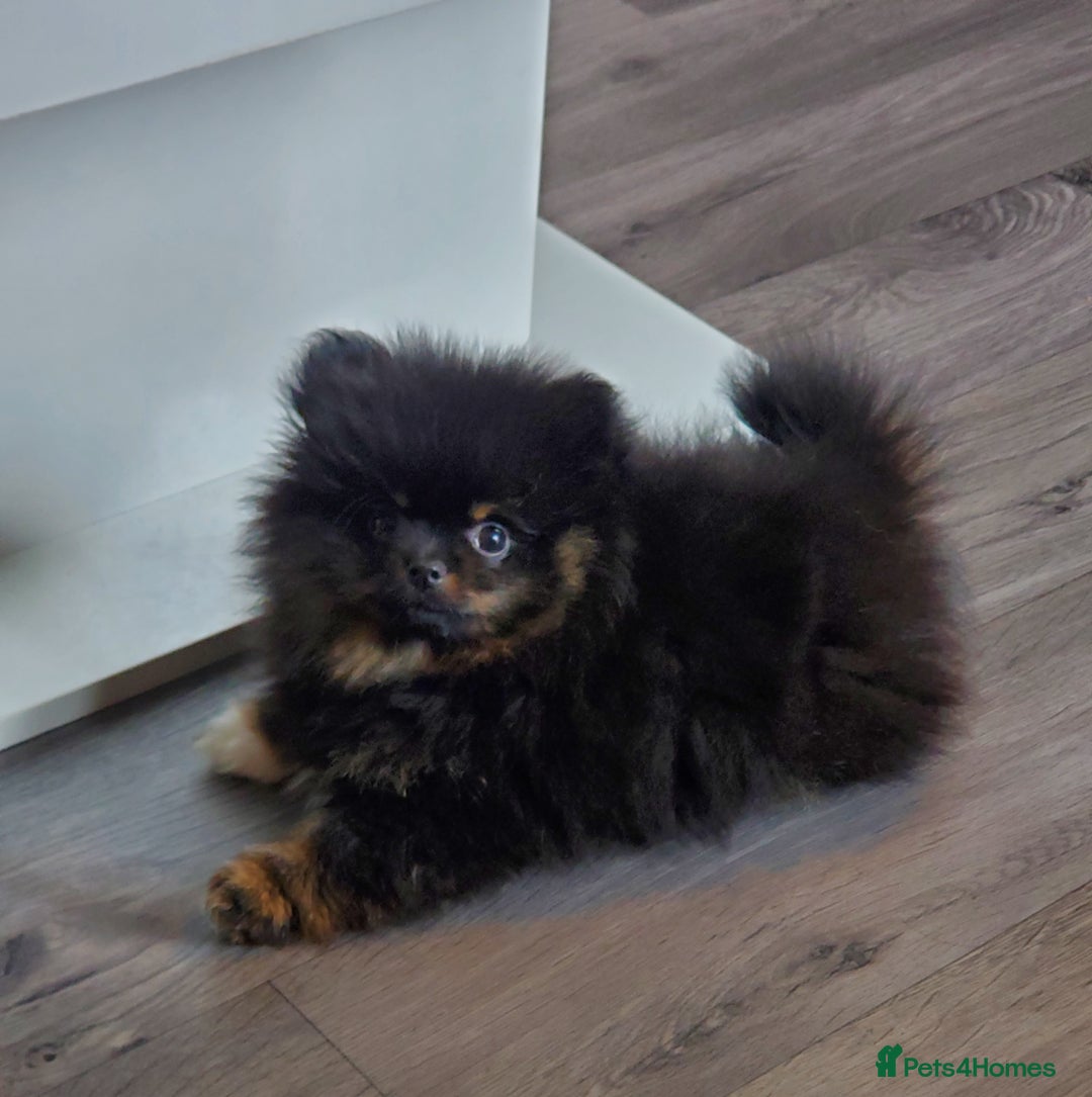 Pomeranian dogs for stud: Kc Pomeranian Male For STUD DUTIES - Advert 26