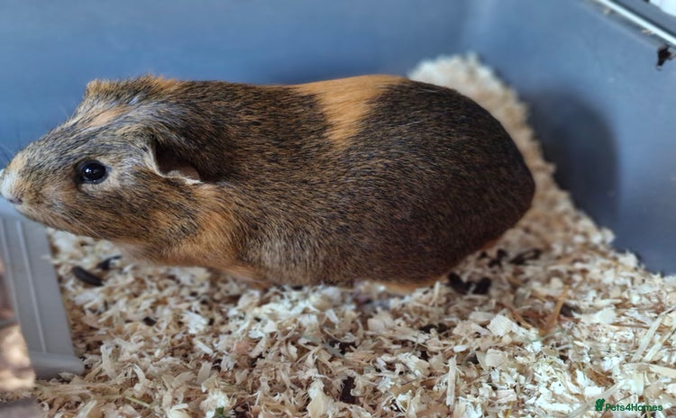 Guinea Pig rodents - Advert 2