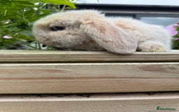 Mini Lop rabbits for sale: Mini Lop Buck  - Image 5