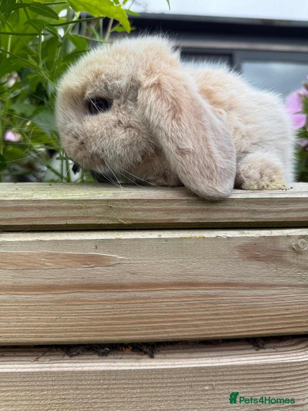 Mini Lop rabbits for sale: Mini Lop Buck  - Image 5