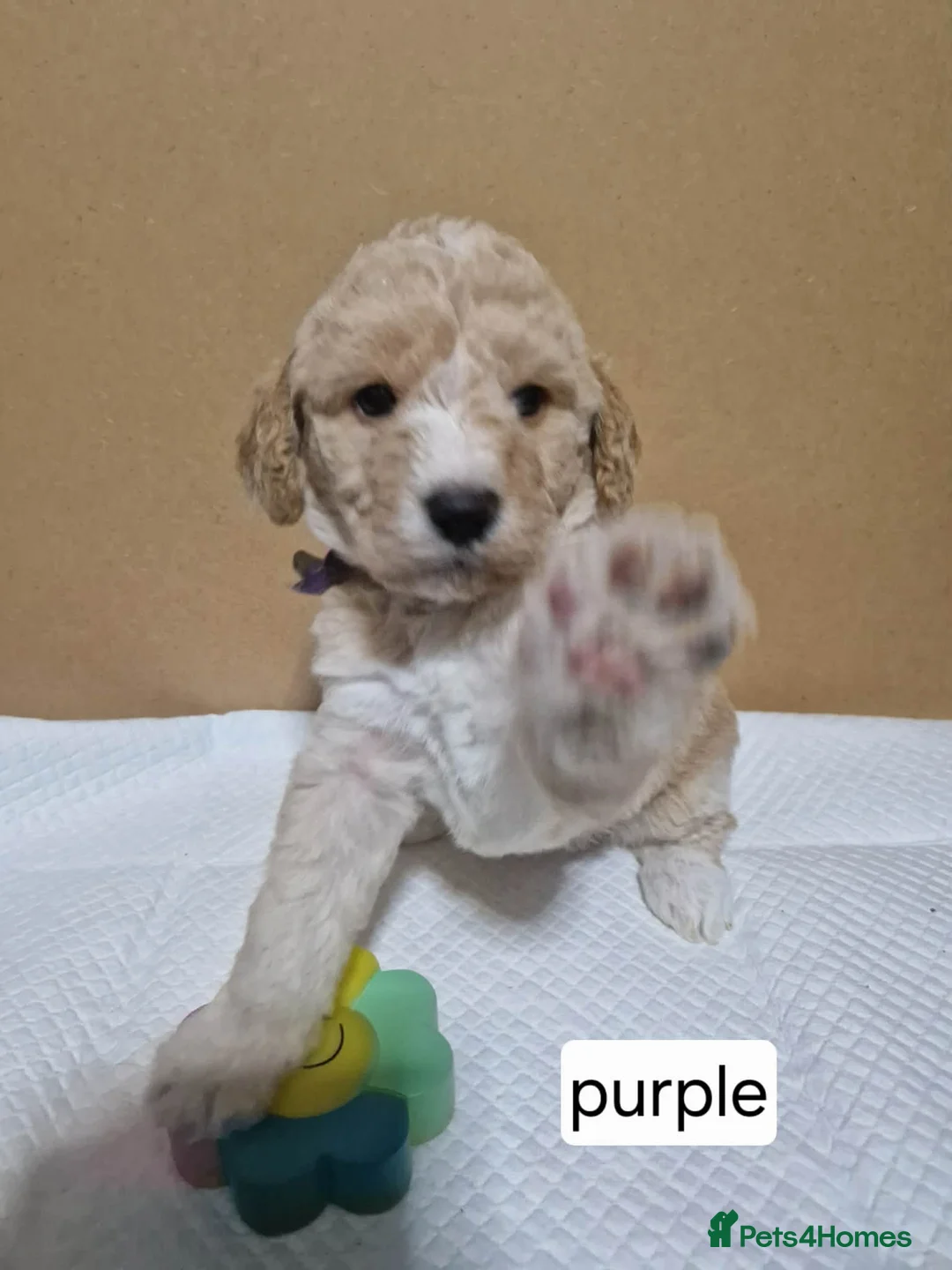 Mixed Breed dogs for sale: Beagle Doodles - Advert 6