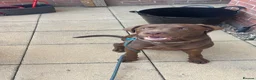 Labrador Retriever dogs for sale: Stunning chocolate Labrador  - Advert 10