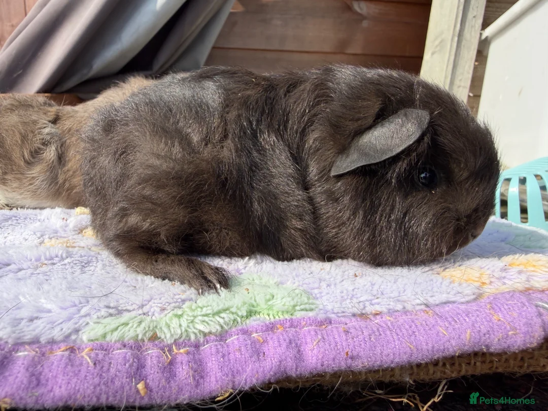Guinea Pig rodents for sale: Full bred Swiss boar  - Advert 2