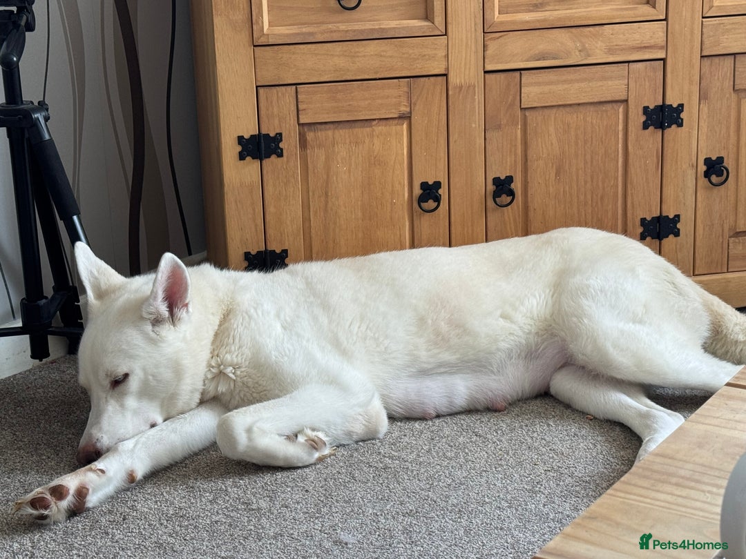 Siberian Husky dogs for sale: Adorable Husky Puppies  - Image 2
