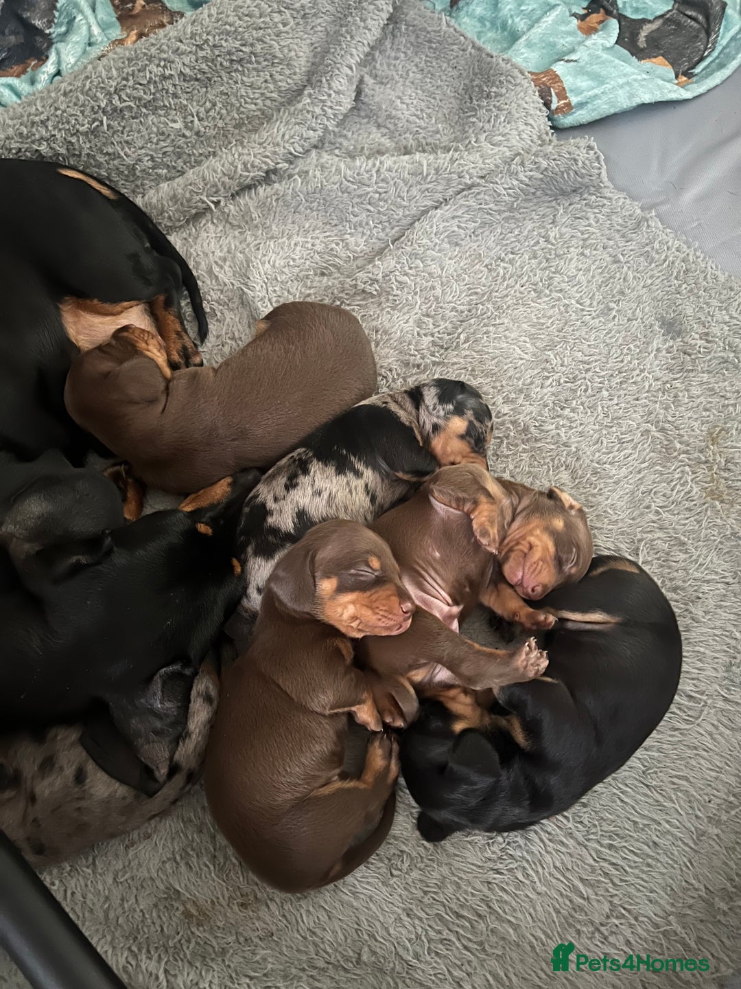 Miniature Dachshund dogs for sale: Champion line miniature Dachshunds KCREG PRACLEAR  - Image 9
