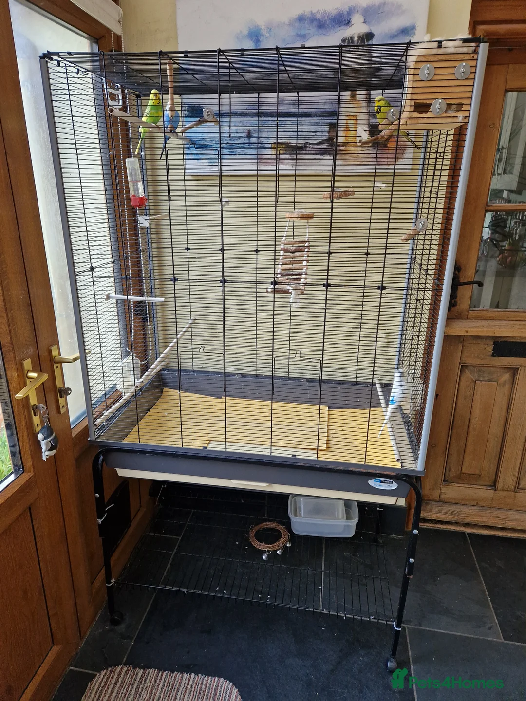 Budgerigars birds for sale: Budgerigars - Advert 2