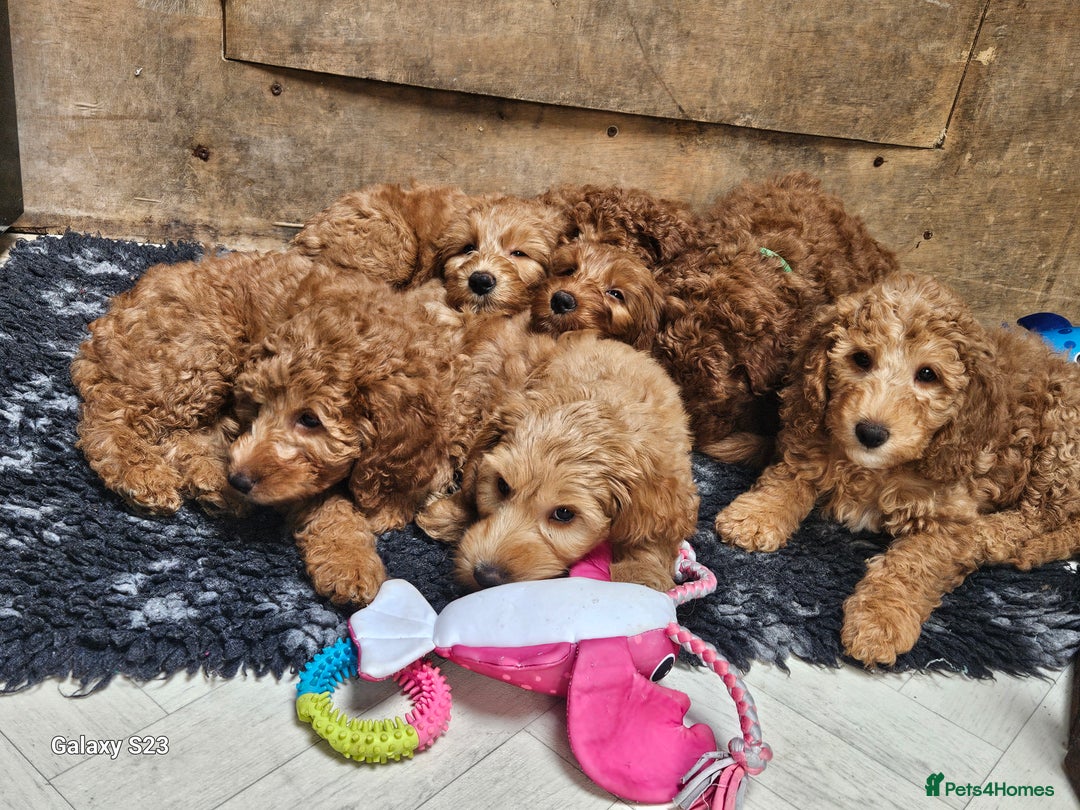 Mixed Breed dogs for sale: FULLY HEALTH TESTED FOX RED MINIATURE COCKAPOOS  - Image 23