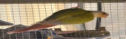 Conures birds for sale: Pineapple Conure with cage and accessories  - Advert 3