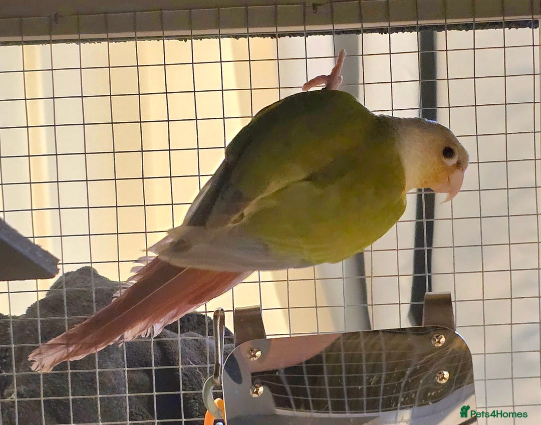 Conures birds for sale: Pineapple Conure with cage and accessories  - Advert 3