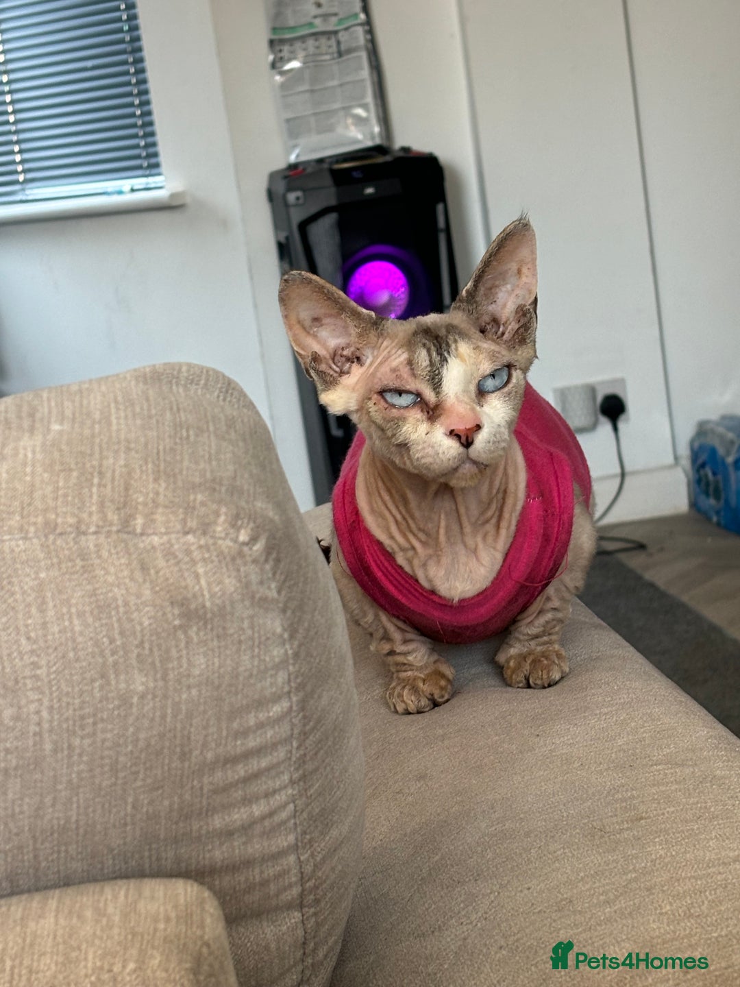 Sphynx cats for sale: Sphynx bully cat - Image 2