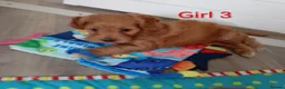 Cockapoo dogs for sale: Cockapoo puppies  - Advert 5
