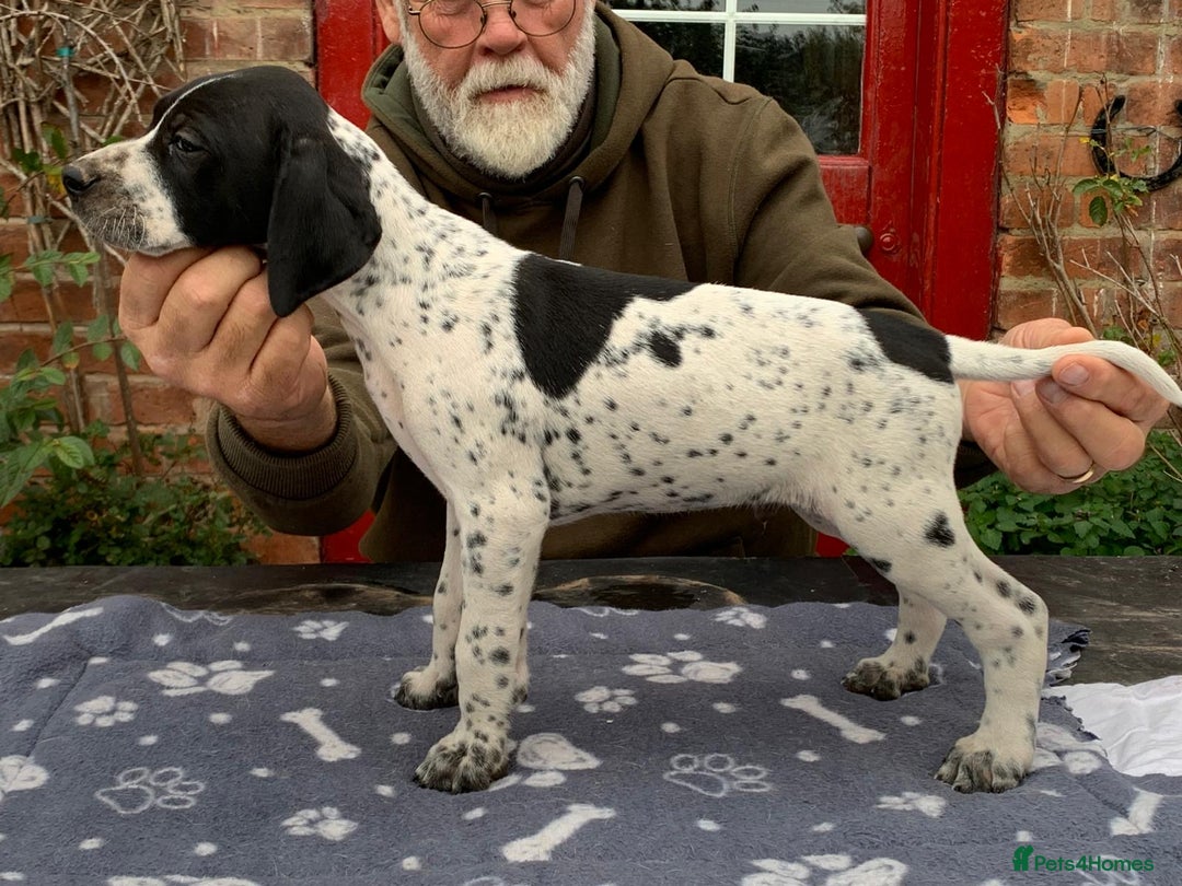 Pointer dogs for sale:  Black bitch available. - Advert 24
