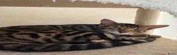 Bengal cats for sale: Beautiful Bengal kitten 🐾❤️ in Telford - Advert 3