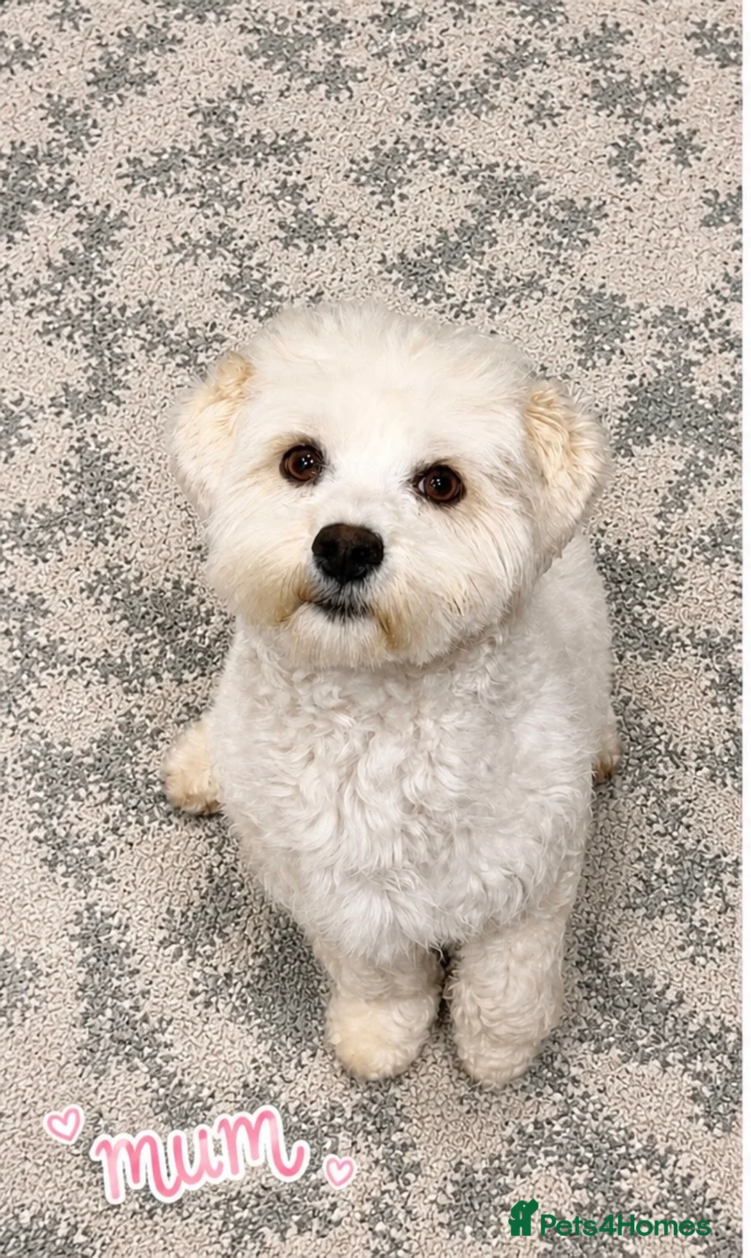 Poochon dogs for sale: Beautiful Poochon Puppies  in Cambridge - Advert 16