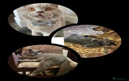 British Shorthair cats for sale: ♥️ Fun Loving British Shorthair Kittens♥️ - Image 18