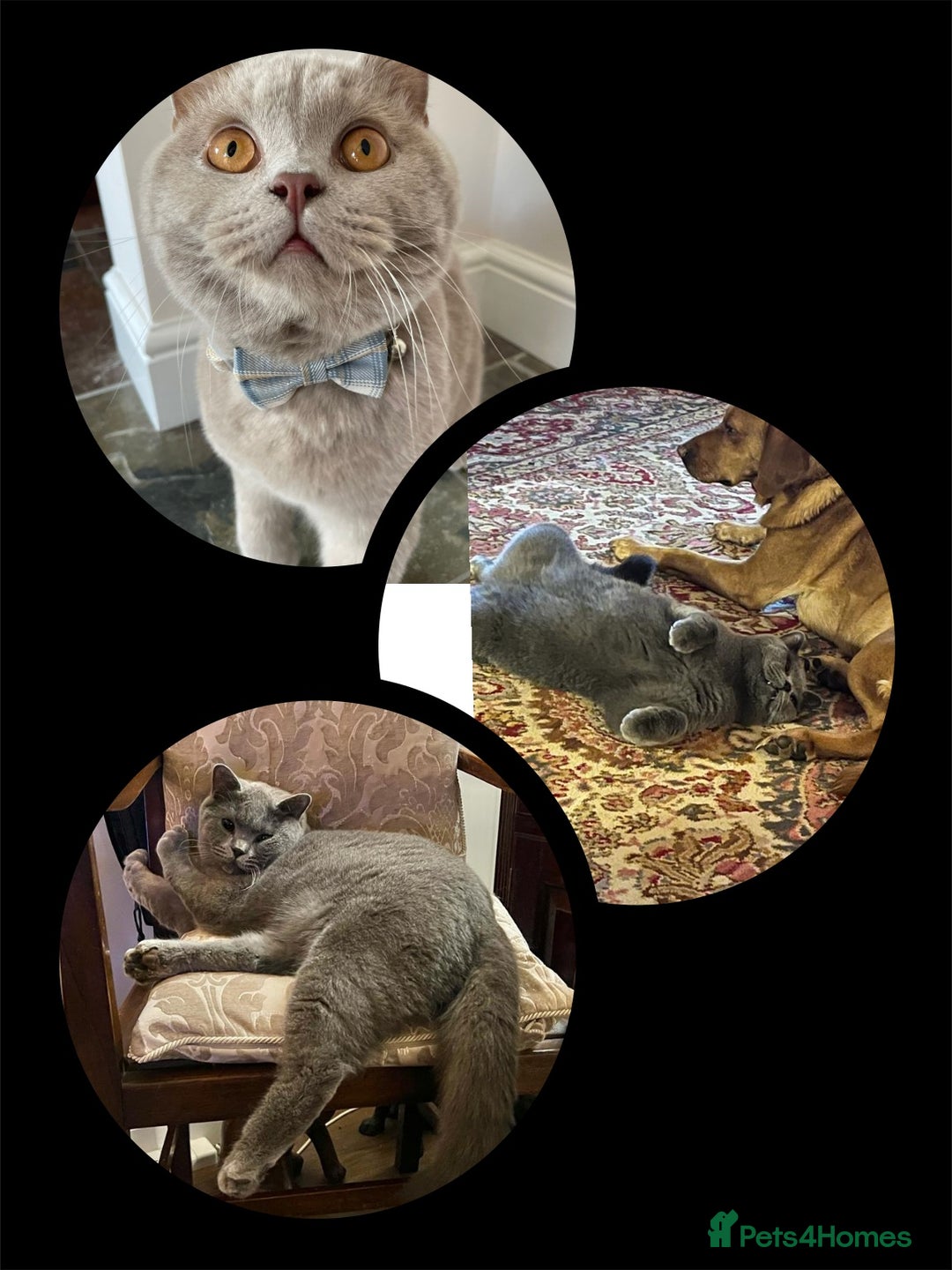 British Shorthair cats for sale: ♥️ Fun Loving British Shorthair Kittens♥️ - Image 18