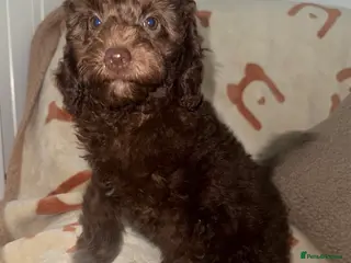 Miniature Poodle dogs 🩷🩷Stunning Chocolate Miniature Poodles🩷🩷 - Advert 18
