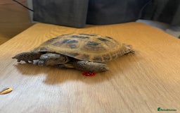 Tortoise reptiles for sale: Tortoise  - Image 5