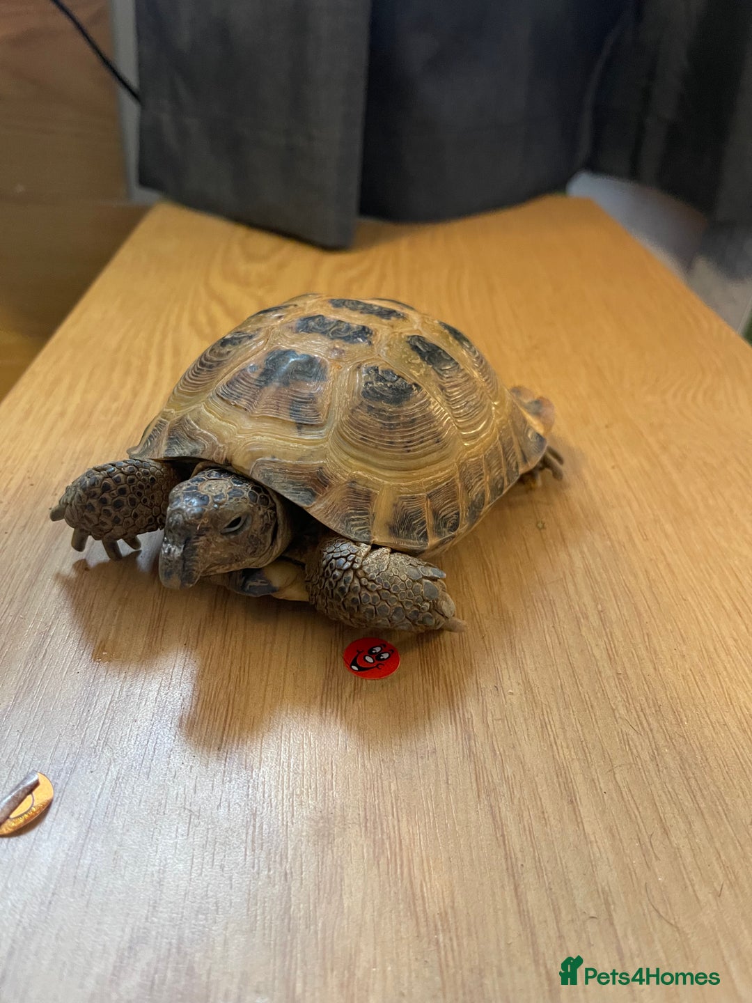 Tortoise reptiles for sale: Tortoise  - Image 5