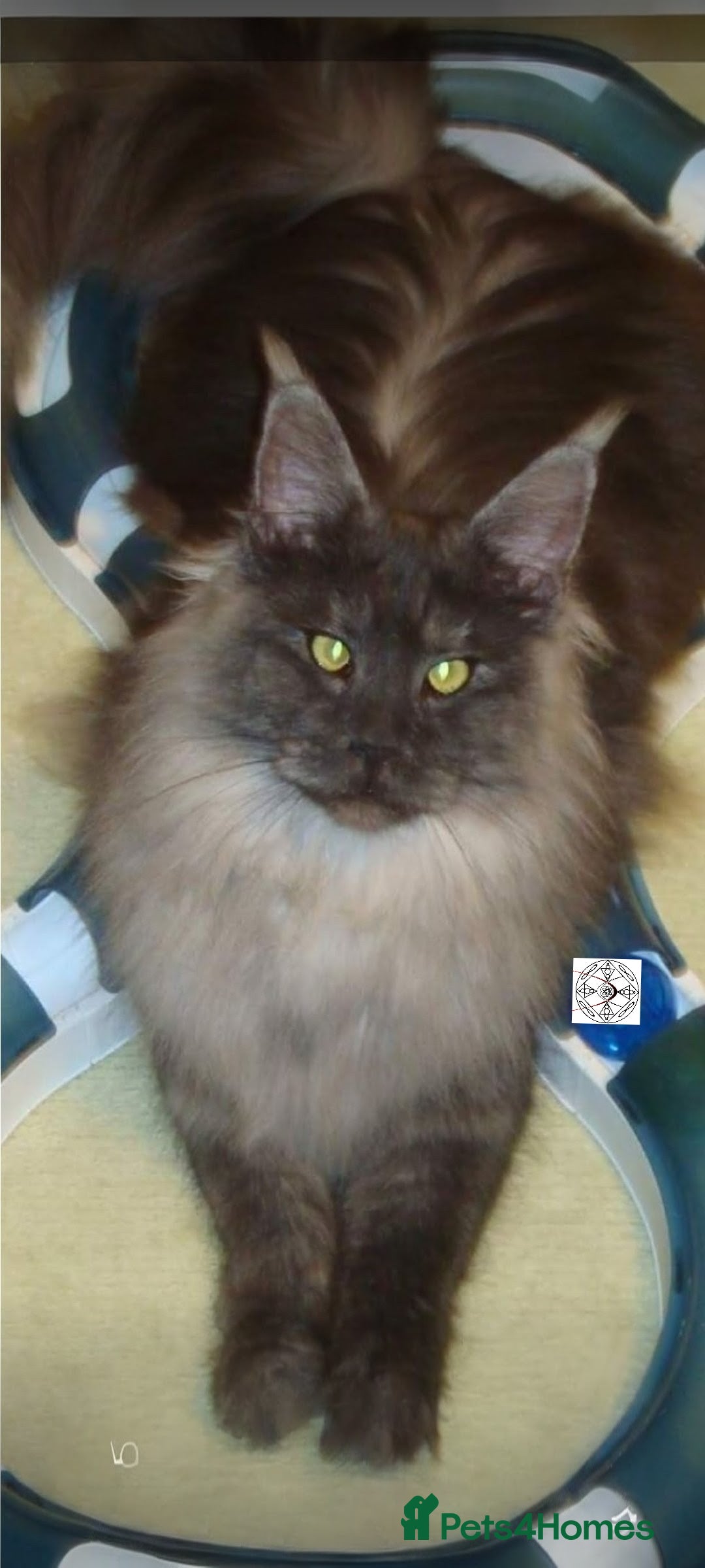 Maine Coon cats Very Special beautiful girl  - Advert 3