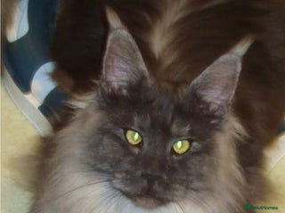 Maine Coon cats Very Special beautiful girl - Advert 3