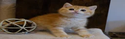 British Shorthair cats for sale: Gorgeous BSH GOLDEN BOYS TICA reg - Advert 4