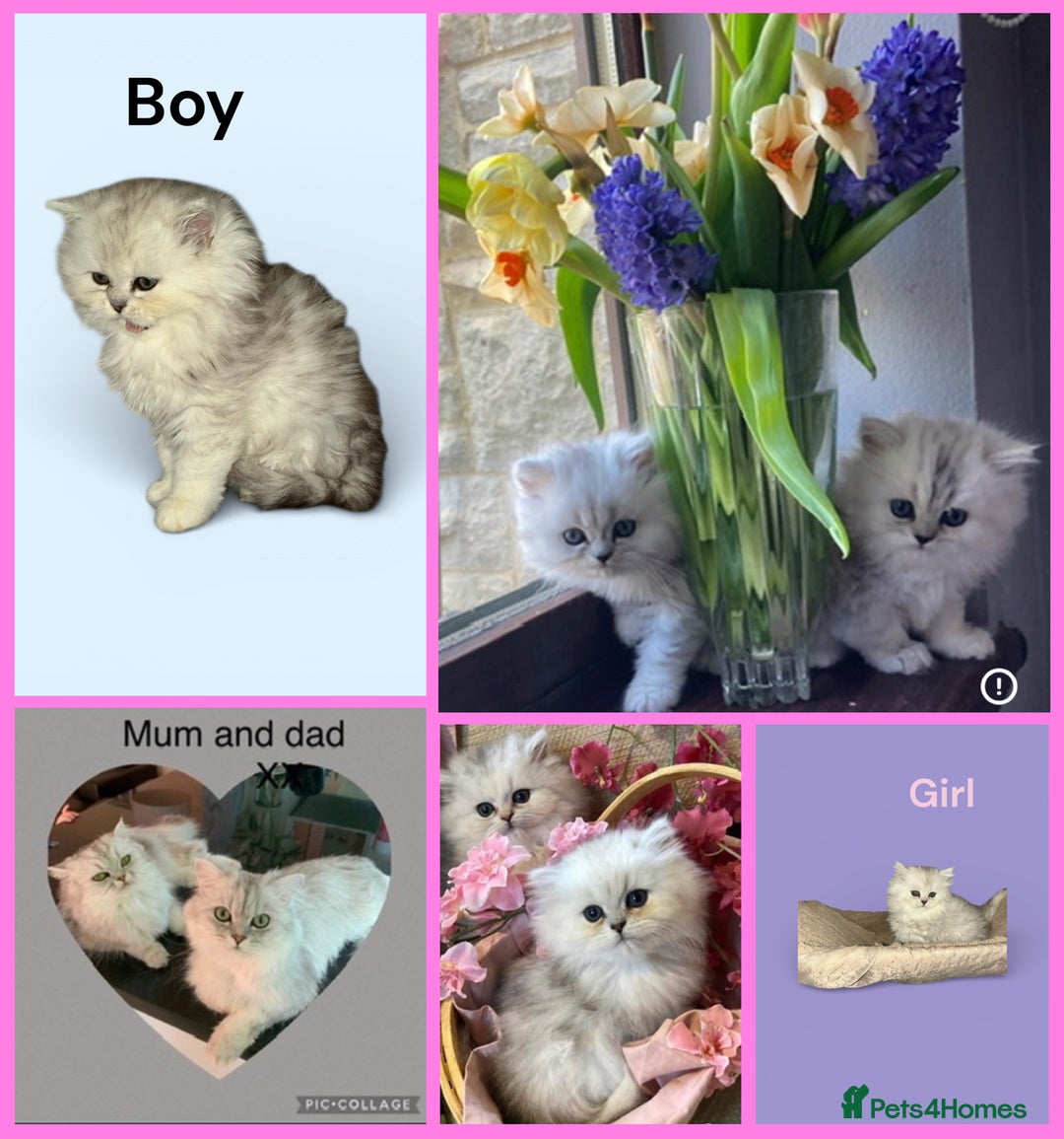 Persian cats for sale: Fabulous Persian chinchilla kittens - Advert 2