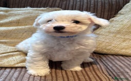 Maltipoo dogs for sale: Fully dna tested Maltipoos  - Image 12
