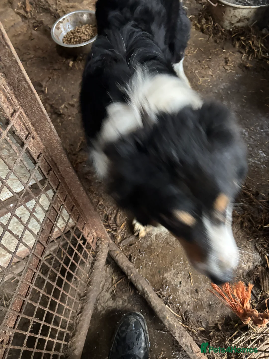 Mixed Breed dogs for sale: 4 year old collie  in Montgomery - Advert 6