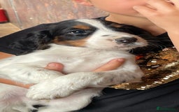 Cocker Spaniel dogs for sale: COCKER SPANIEL PUPS - Image 2