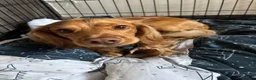 Cockapoo dogs for sale: 1 year old F2 cockerpoo - Advert 2