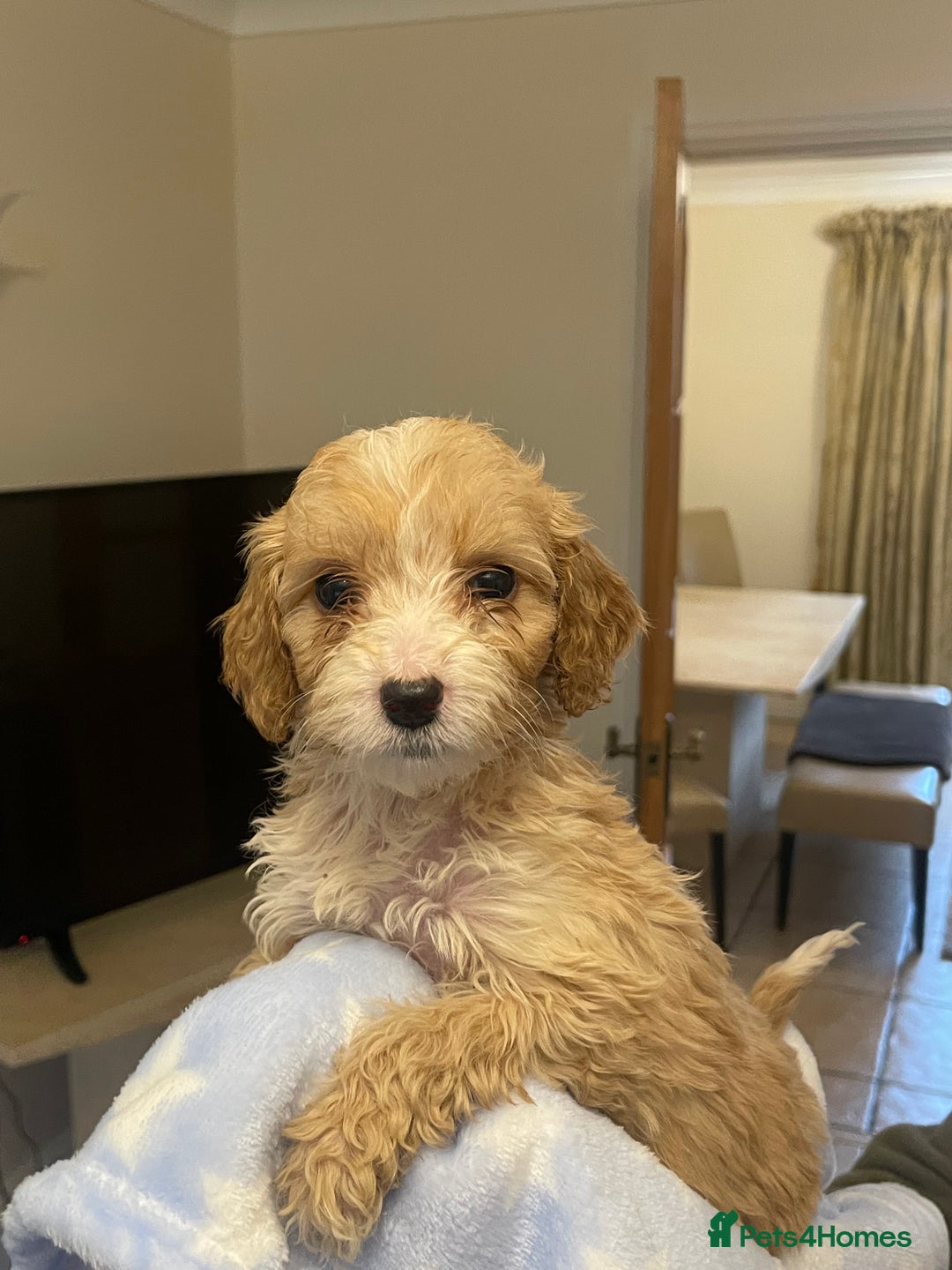Cockapoo dogs for sale: 🐾 Beautiful Cockapoo Puppies for Sale 🐾 - Advert 18