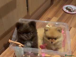 Pomeranian dogs - Advert 16