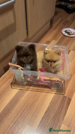 Pomeranian dogs - Advert 5