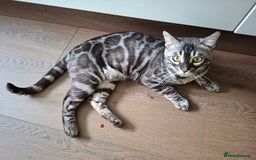 Bengal cats for stud: OUTSTANDING SILVER CHARCOAL BENGAL STUD - Image 7