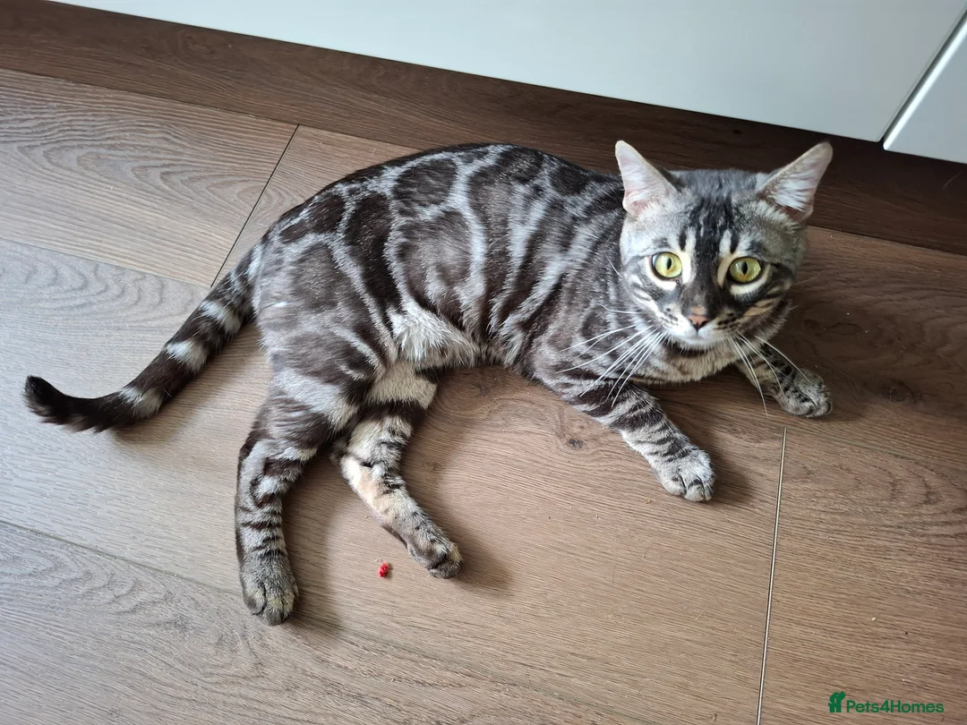 Bengal cats for stud: OUTSTANDING SILVER CHARCOAL BENGAL STUD - Advert 8